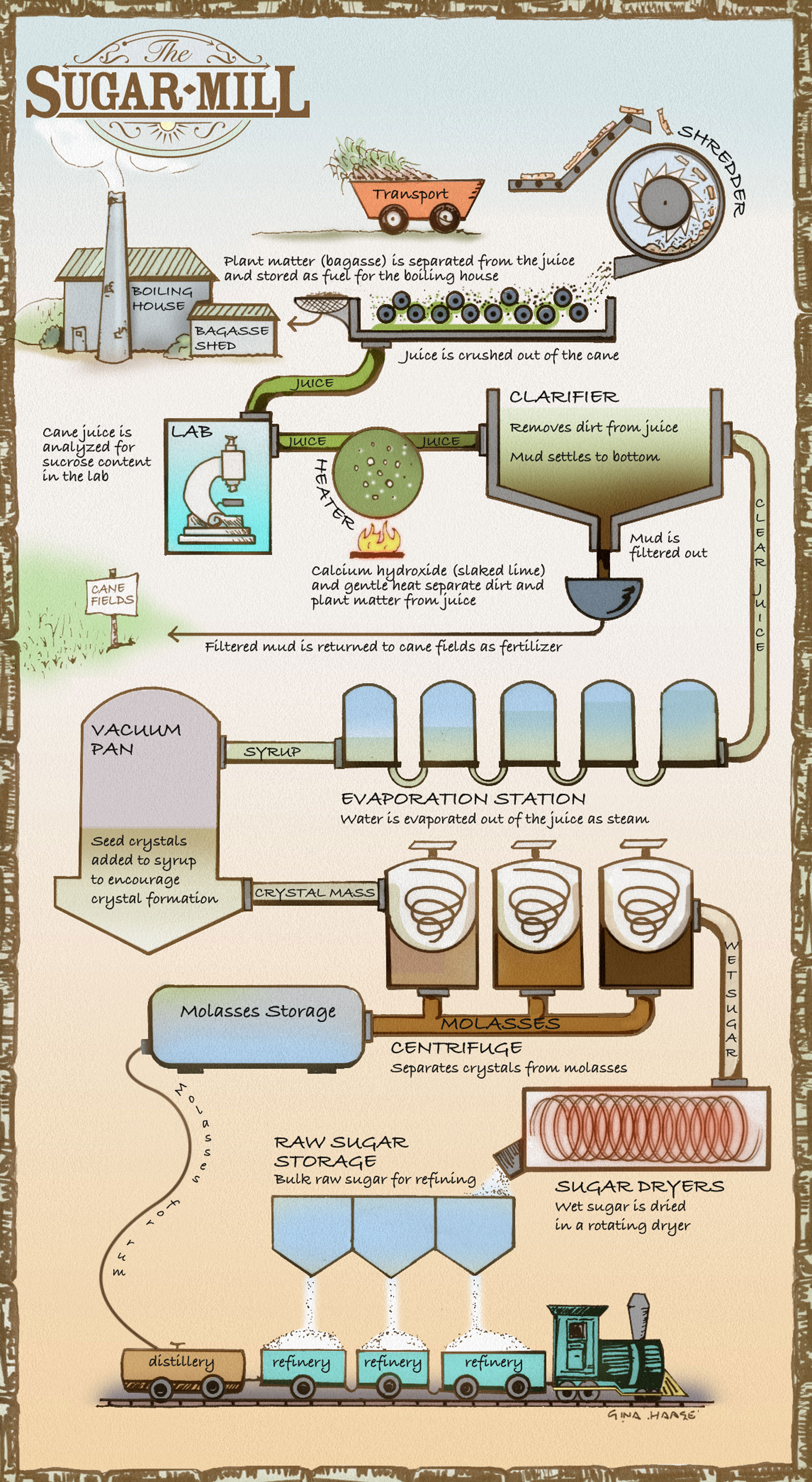 The process of milling sugar. Illustration by Gina Haase.