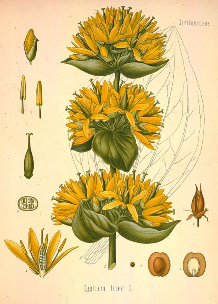 Gentiana lutea. Köhler's Medizinal-Pflanzen, Vol. 2, 1890. Courtesy Biodiversity Heritage Library.